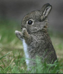 Puppies Bunnies on Hop On Over To Cute Overload For More Baby Bunny